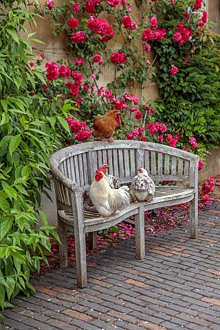 ADMINGTON_HALL_WARWICKSHIRE_CHICKENS_ON_WOODEN_BENCH_SEAT_IN_FRONT_OF_RED_ROSES_ON_WALL