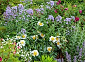 MORTON HALL, WORCESTERSHIRE: SOUTH GARDEN, JULY, BORDERS, PEROVSKIA, ROSES, ROSA MUNSTEAD WOOD, BLUE FLOWERS OF CAMPANULA PRITCHARDS VARIETY, PEONY, PAEONIA KRINKLED WHITE