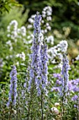 MORTON HALL, WORCESTERSHIRE: CLOSE UP OF BLUE, PINK, FLOWERS OF ACONITUM STAINLESS STEEL, MONKSHOOD, PERENNIALS, JULY