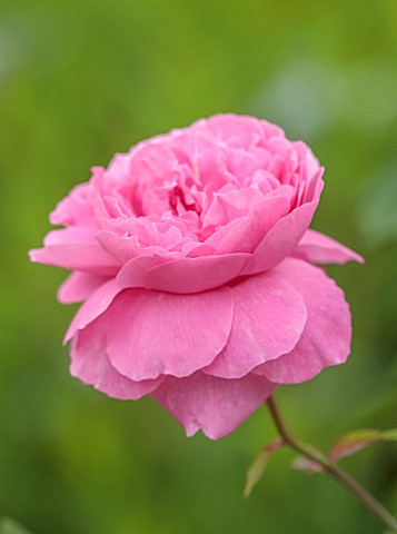 MORTON_HALL_WORCESTERSHIRE_CLOSE_UP_PORTRAIT_OF_THE_PINK_FLOWERS_OF_THE_ROSE_ROSA__ENGLISH_SHRUB_ROS