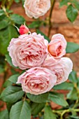 MORTON HALL, WORCESTERSHIRE: CLOSE UP PORTRAIT OF THE PINK FLOWERS OF THE ROSE, ROSA A SHROPSHIRE LAD, ENGLISH SHRUB ROSE