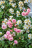 MORTON HALL, WORCESTERSHIRE: COMBINATION, ASSOCIATION OF WHITE, YELLOW FLOWERS OF CARPENTERIA CALIFORNICA, PINK ROSE, ROSA FELICIA, EVERGREENS, SHRUBS, JULY