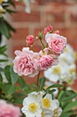 MORTON HALL, WORCESTERSHIRE: COMBINATION, ASSOCIATION OF WHITE, YELLOW FLOWERS OF CARPENTERIA CALIFORNICA, PINK ROSE, ROSA FELICIA, EVERGREENS, SHRUBS, JULY