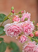 MORTON HALL, WORCESTERSHIRE: PINK FLOWERS OF ROSES, ROSA FELICIA, JULY, SHRUBS, HYBRID MUSK ROSE