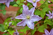 MORTON HALL, WORCESTERSHIRE: CLOSE UP PLANT PORTRAIT OF PINK, BLUE FLOWERS OF CLEMATIS PRINCE CHARLES, DECIDUOUS, CLIMBERS, CLIMBING, JULY