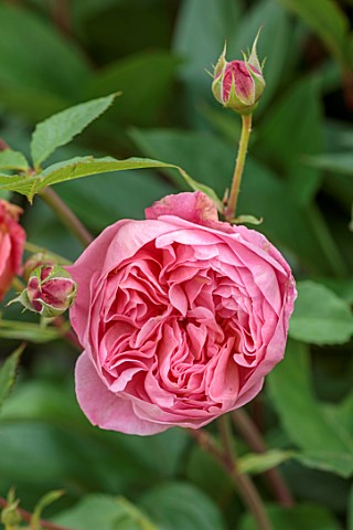 MORTON_HALL_WORCESTERSHIRE_CLOSE_UP_PLANT_PORTRAIT_OF_PINK_FLOWERS_OF_ROSES_ROSA_BOSCOBEL