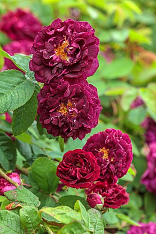 MORTON_HALL_WORCESTERSHIRE_CLOSE_UP_PLANT_PORTRAIT_OF_DARK_RED_MAGENTAP_FLOWERS_OF_ROSES_TUSCANY_SUP