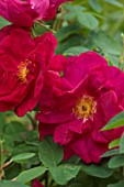MORTON HALL, WORCESTERSHIRE: CLOSE UP PLANT PORTRAIT OF DARK RED, MAGENTA FLOWERS OF ROSES, ROSA JAMES MASON, GALLICA, SCENTED, FRAGRANT