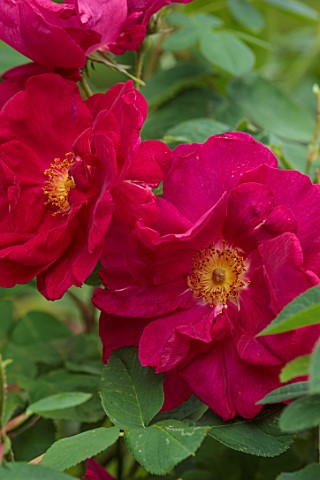 MORTON_HALL_WORCESTERSHIRE_CLOSE_UP_PLANT_PORTRAIT_OF_DARK_RED_MAGENTA_FLOWERS_OF_ROSES_ROSA_JAMES_M
