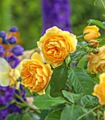MORTON HALL, WORCESTERSHIRE: CLOSE UP OF YELLOW, ORANGE FLOWERS OF ROSES, ROSA GRAHAM THOMAS, AUSMAS, DAVID AUSTIN ROSE, ENGLISH SHRUB ROSE, DECIDUOUS, JULY