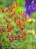 MORTON HALL, WORCESTERSHIRE: CLOSE UP OF YELLOW, ORANGE FLOWERS OF MARTAGON LILY, LILIUM X RUSSIAN MORNING, BULBS, SHADE, SHADY