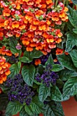 MORTON HALL, WORCESTERSHIRE: ORANGE AND PURPLE CONTAINER PLANTING OF HELIOTROPE MIDNIGHT SKY AND NEMESIA LYRIC ORANGE, POTS, CONTAINERS
