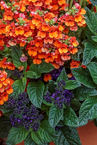 MORTON_HALL_WORCESTERSHIRE_ORANGE_AND_PURPLE_CONTAINER_PLANTING_OF_HELIOTROPE_MIDNIGHT_SKY_AND_NEMES