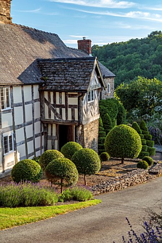 HURDLEY_HALL_POWYS_WALES_CLIPPED_TIOPIARY_IN_FRONT_OF_17TH_CENTURY_HALL_SUMMER_JULY