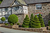 HURDLEY HALL, POWYS, WALES: CLIPPED TIOPIARY IN FRONT OF 17TH CENTURY HALL, SUMMER, JULY