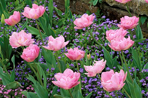 PINKBLUE_COMBINATION_FORGETMENOTS_AND_TULIP_ANGELIQUE