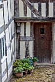 HURDLEY HALL, POWYS, WALES: FRONT DOOR OF 17TH CENTURY HALL, SUMMER, JULY, TERRACOTTA CONTAINERS OF HOSTAS