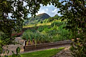 HURDLEY HALL, POWYS, WALES: JULY, POTAGER, KITCHEN GARDEN, VEGETABLE GARDEN, WOODEN RAISED BEDS, ONIONS, ROUNDTON HILL NATURE RESERVE