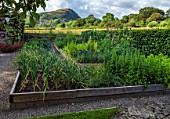 HURDLEY HALL, POWYS, WALES: JULY, POTAGER, KITCHEN GARDEN, VEGETABLE GARDEN, WOODEN RAISED BEDS, ONIONS, ROUNDTON HILL NATURE RESERVE