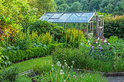 HURDLEY_HALL_POWYS_WALES_JULY_POTAGER_KITCHEN_GARDEN_VEGETABLE_GARDEN_FORMAL_GREENHOUSE_PATHS_SWEET_