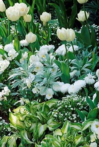 TULIP_MOUNT_TACOMA__HOSTAS_AND_VIOLAS_IN_THE_WHITE_BORDER_AT_CHENIES_MANOR__BUCKINGHAMSHIRE