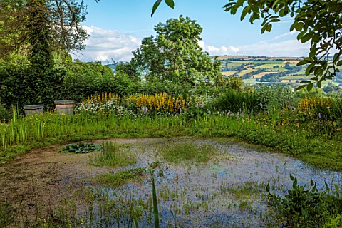 HURDLEY_HALL_POWYS_WALES_JULY_LAWN_BEE_HIVES_POND_POOL_WATER_BORROWED_LANDSCAPE_ORCHIDS_YELLOW_FLOWE