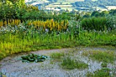 HURDLEY HALL, POWYS, WALES: JULY, LAWN, BEE HIVES, POND, POOL, WATER, BORROWED LANDSCAPE, ORCHIDS, YELLOW FLOWERS OF LYSIMACHIA PUNCTATA