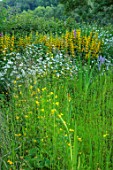 HURDLEY HALL, POWYS, WALES: JULY, PLANTING BESIDE THE POND, POOL, WATER, OX EYE DAISIES, ORCHIDS, YELLOW FLOWERS OF LYSIMACHIA PUNCTATA