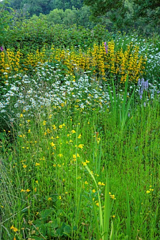 HURDLEY_HALL_POWYS_WALES_JULY_PLANTING_BESIDE_THE_POND_POOL_WATER_OX_EYE_DAISIES_ORCHIDS_YELLOW_FLOW