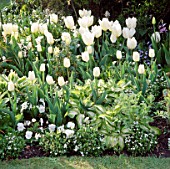 TULIPS WHITE DREAM AND MAUREEN WITH HOSTAS AND VIOLAS IN THE WHITE BORDER AT CHENIES MANOR  BUCKINGHAMSHIRE