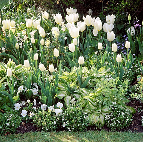 TULIPS_WHITE_DREAM_AND_MAUREEN_WITH_HOSTAS_AND_VIOLAS_IN_THE_WHITE_BORDER_AT_CHENIES_MANOR__BUCKINGH