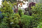 THE LASKETT GARDENS, HEREFORDSHIRE. DESIGNER ROY STRONG: THE SERPENTINE WALK, JULY, SUMMER, CLIPPED, TOPIARY, ACER GRISEUM