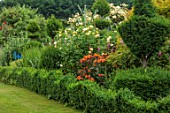 THE LASKETT GARDENS, HEREFORDSHIRE. DESIGNER ROY STRONG:BORDER WITH HEDGES, HEDGING, ALSTROEMERIA, ROSES, SUMMER, JULY, BORDERS, CLIPPED, TOPIARY