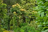 THE LASKETT GARDENS, HEREFORDSHIRE. DESIGNER ROY STRONG: ROSE ARCHES WITH YELLOW ROSE, GREEN, JULY, SUMMER, FOLIAGE, PATHS