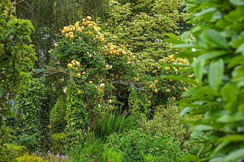 THE_LASKETT_GARDENS_HEREFORDSHIRE_DESIGNER_ROY_STRONG_ROSE_ARCHES_WITH_YELLOW_ROSE_GREEN_JULY_SUMMER