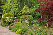 THE LASKETT GARDENS, HEREFORDSHIRE. DESIGNER ROY STRONG: GRAVEL PATH, JULY, SUMMER, BORDERS, CLIPPED, TOPIARY, HOLLIES, ALCHEMILLA MOLLIS, CENTRANTHUS RUBER, ROSA BUFF BEAUTY