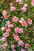 THE LASKETT GARDENS, HEREFORDSHIRE. DESIGNER ROY STRONG: PINK FLOWERS OF ROSE, ROSA ALBERTINE, JULY, SUMMER, ROSES, CLIMBING, RAMBLERS, CLIMBERS, DECIDUOUS, SHRUBS