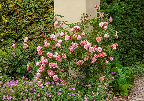THE_LASKETT_GARDENS_HEREFORDSHIRE_DESIGNER_ROY_STRONG_PINK_FLOWERS_OF_ROSE_ROSA_ALBERTINE_JULY_SUMME