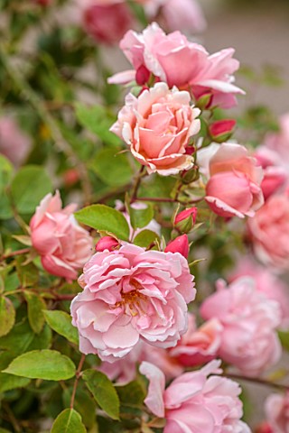 THE_LASKETT_GARDENS_HEREFORDSHIRE_DESIGNER_ROY_STRONG_PINK_FLOWERS_OF_ROSE_ROSA_ALBERTINE_JULY_SUMME