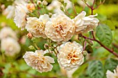 THE LASKETT GARDENS, HEREFORDSHIRE. DESIGNER ROY STRONG: APRICOT FLOWERS OF ROSE, ROSA BUFF BEAUTY, JULY, SUMMER, ROSES, YELLOW, DECIDUOUS, SHRUBS