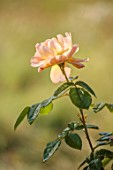 EASTON WALLED GARDEN, LINCOLNSHIRE: CLOSE UP PORTRAIT OF APRICOT FLOWERS OF ROSES, ROSA THE LARK ASCENDING, RAMBLERS, CLIMBERS, CLIMBING, DAVID AUSTIN
