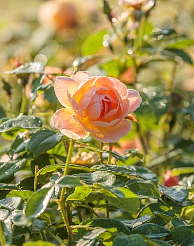 EASTON_WALLED_GARDEN_LINCOLNSHIRE_CLOSE_UP_PORTRAIT_OF_APRICOT_FLOWERS_OF_ROSES_ROSA_THE_LARK_ASCEND