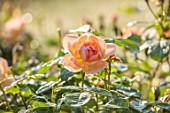 EASTON WALLED GARDEN, LINCOLNSHIRE: CLOSE UP PORTRAIT OF APRICOT FLOWERS OF ROSES, ROSA THE LARK ASCENDING, RAMBLERS, CLIMBERS, CLIMBING, DAVID AUSTIN