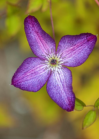 BOWOOD_HOUSE_AND_GARDENS_WILTSHIRE_PLANT_PORTRAIT_OF_BLUE_PURPLE_FLOWERS_OF_CLEMATIS_VITICELLA_VENOS