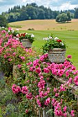 BOWOOD HOUSE AND GARDENS, WILTSHIRE: WALL, STONE CONTAINERS, LAWN, PINK ROSES, SUMMER, JULY