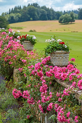 BOWOOD_HOUSE_AND_GARDENS_WILTSHIRE_WALL_STONE_CONTAINERS_LAWN_PINK_ROSES_SUMMER_JULY