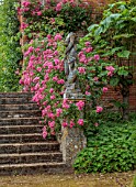 BOWOOD HOUSE AND GARDENS, WILTSHIRE: WALL, STEPS, STATUES, PINK ROSES, SUMMER, JULY, WALLED GARDEN