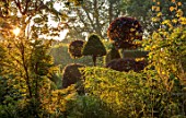 THE LASKETT GARDENS, HEREFORDSHIRE. DESIGNER ROY STRONG - CLIPPED TOPIARY, SUMMER, JULY, SUNRISE, DAWN, THE SERPENTINE WALK