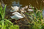 PRIORS MARSTON, WARWICKSHIRE, THE MANOR HOUSE:  SWANS WITH CYGNETS IN LAKE, SUMMER, JULY, BIRDS, WATER