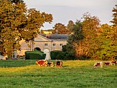ROUSHAM, OXFORDSHIRE: EVENING LIGHT ON THE PARK WITH HOUSE BEHIND AND LONGHORN CATTLE, ENGLISH, COUNTRY, GARDENS, WILLIAM KENT, AUGUST